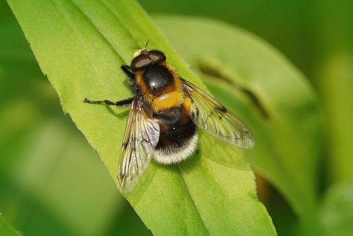 Hummel-Waldschwebfliege